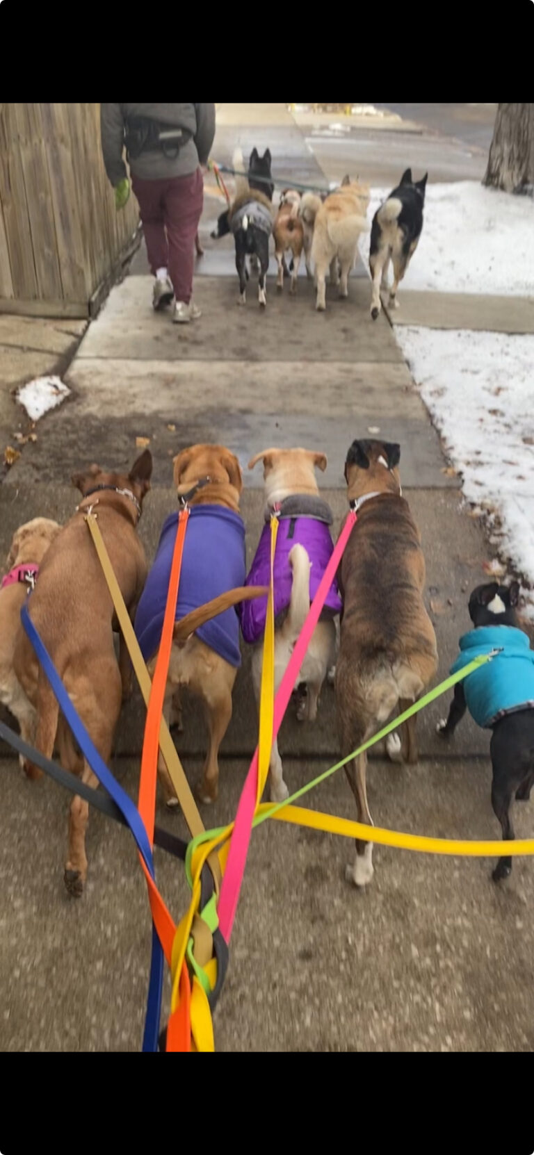 Why Pack Walks?